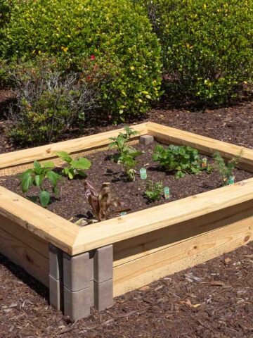 Inexpensive raised garden bed ideas