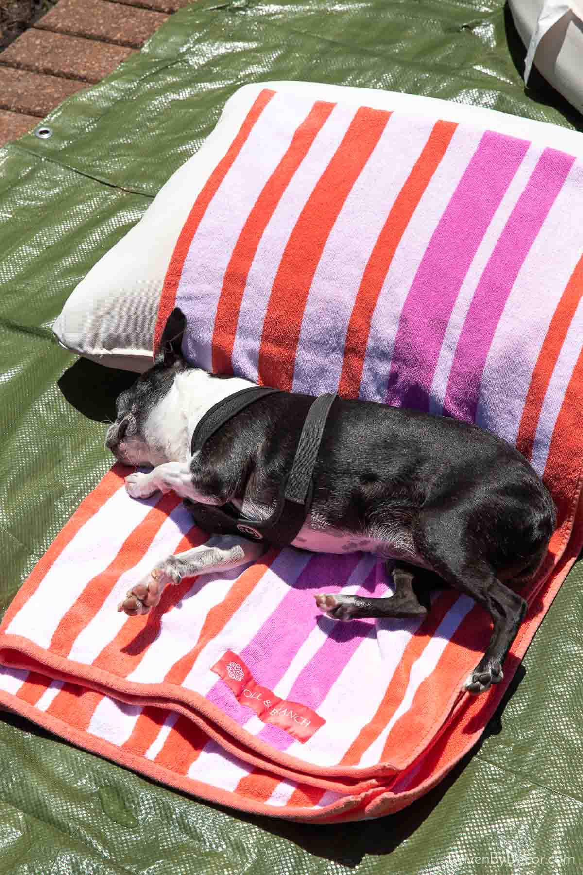 Dog lying on towel used to dry outdoor cushions