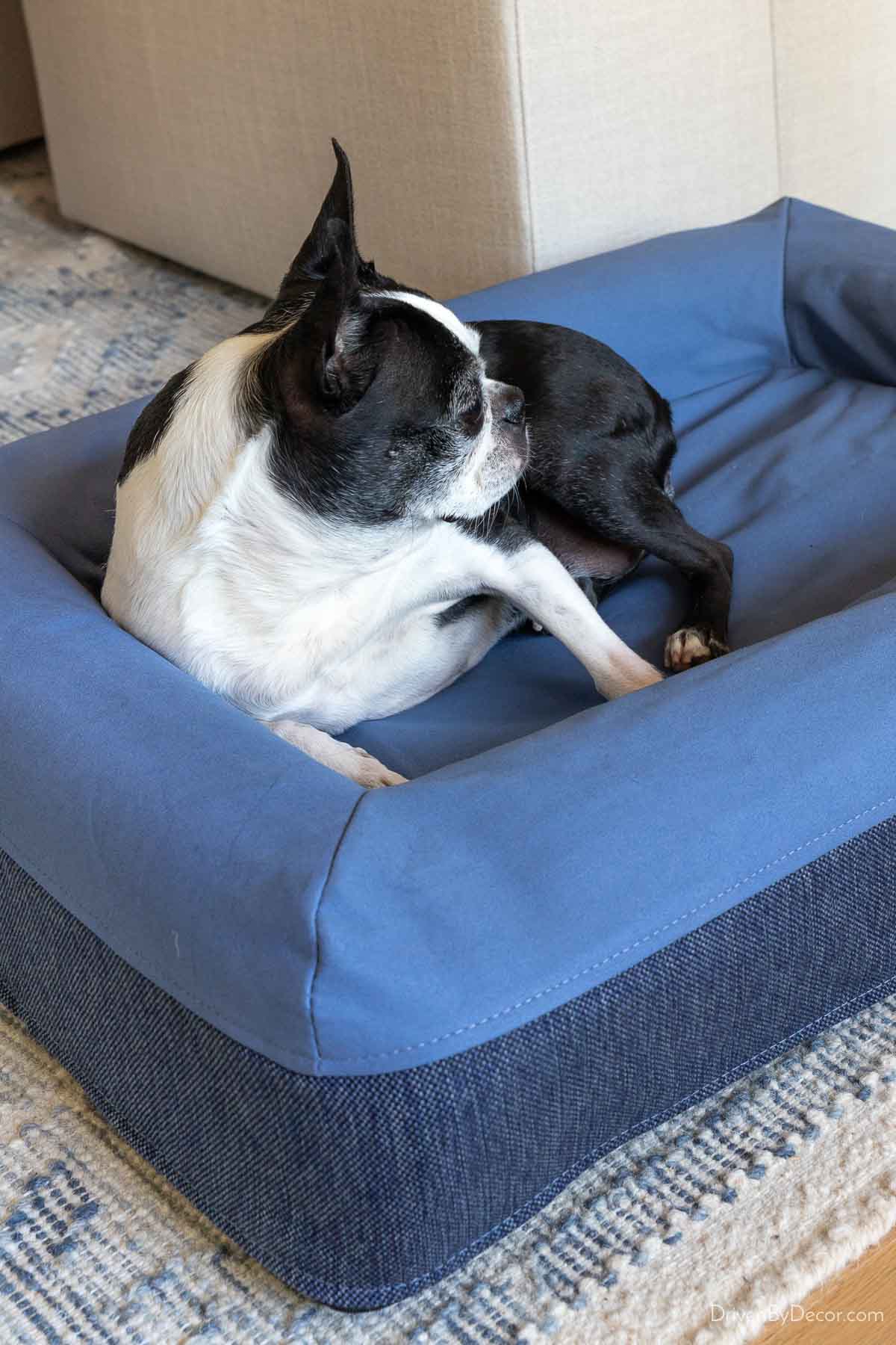 Bosten terrier in Casper dog bed