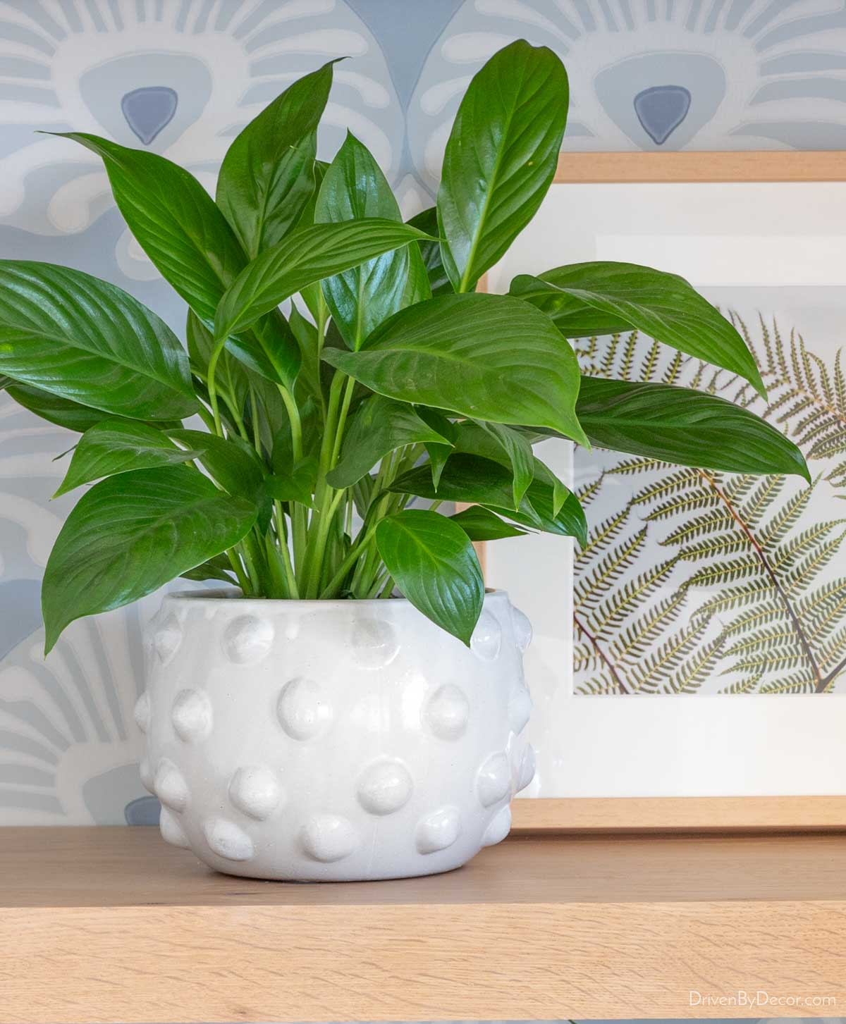 Peace lily in ceramic raised dot planter