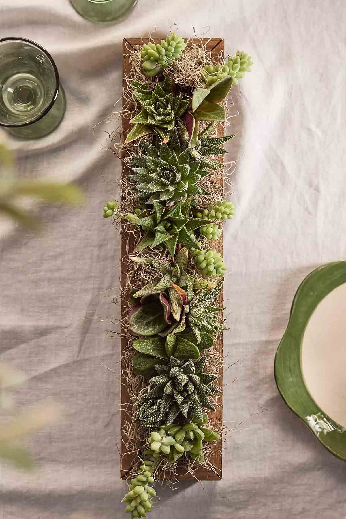 Dining table centerpiece of succulents