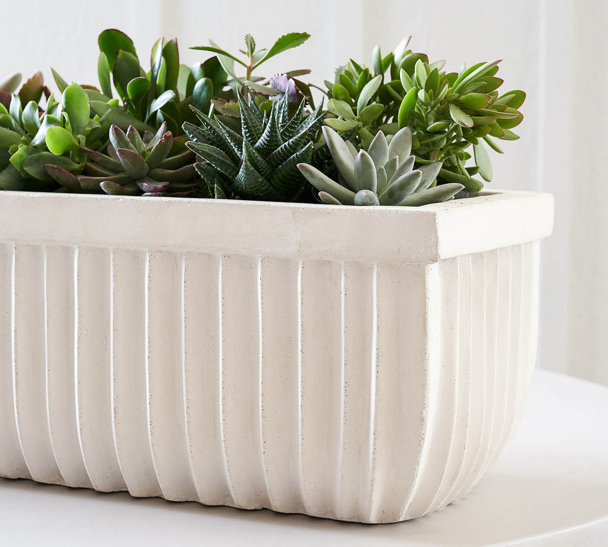 Succulents in a white concrete trough 