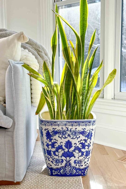Large blue and white planter holding snake plant next to sofa