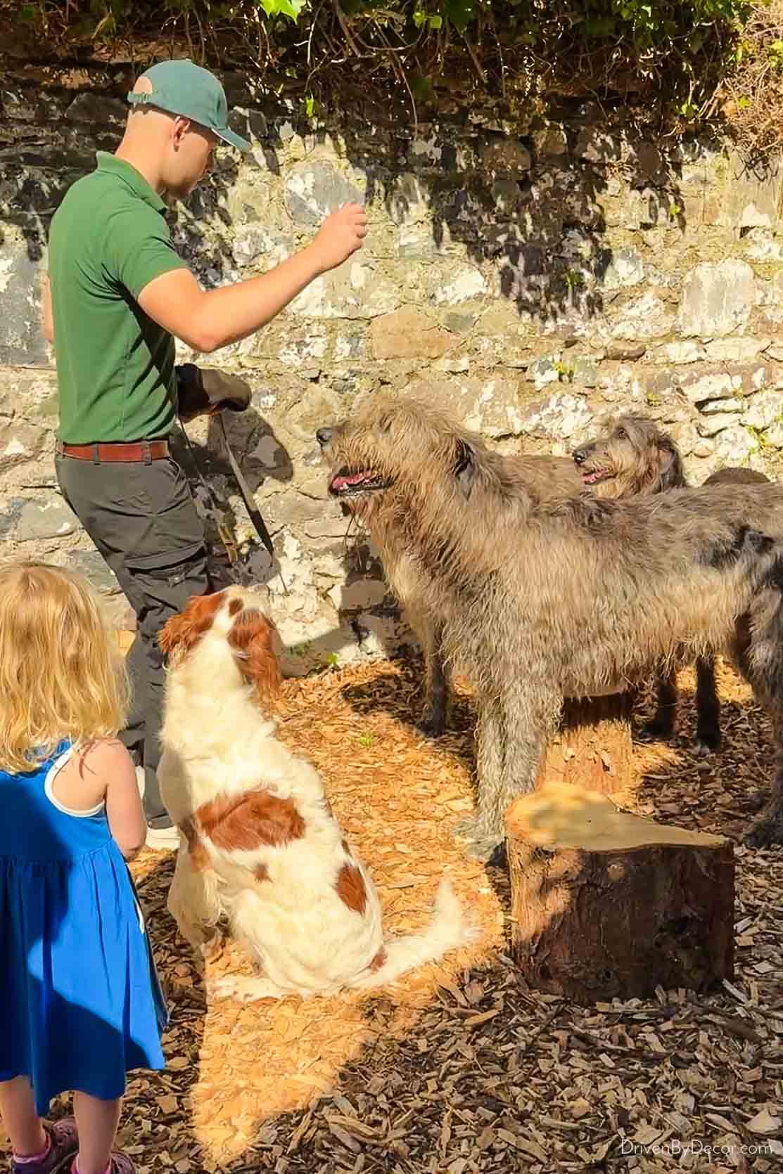 The dogs or Ashford Castle
