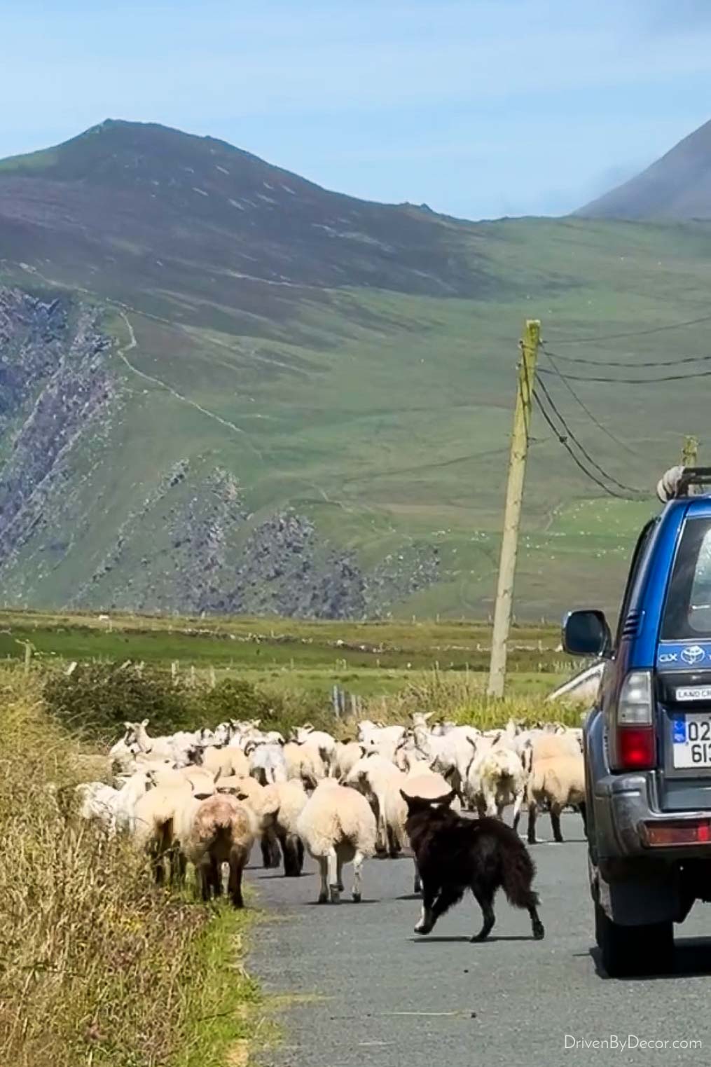 Sheep herding down street in Ireland